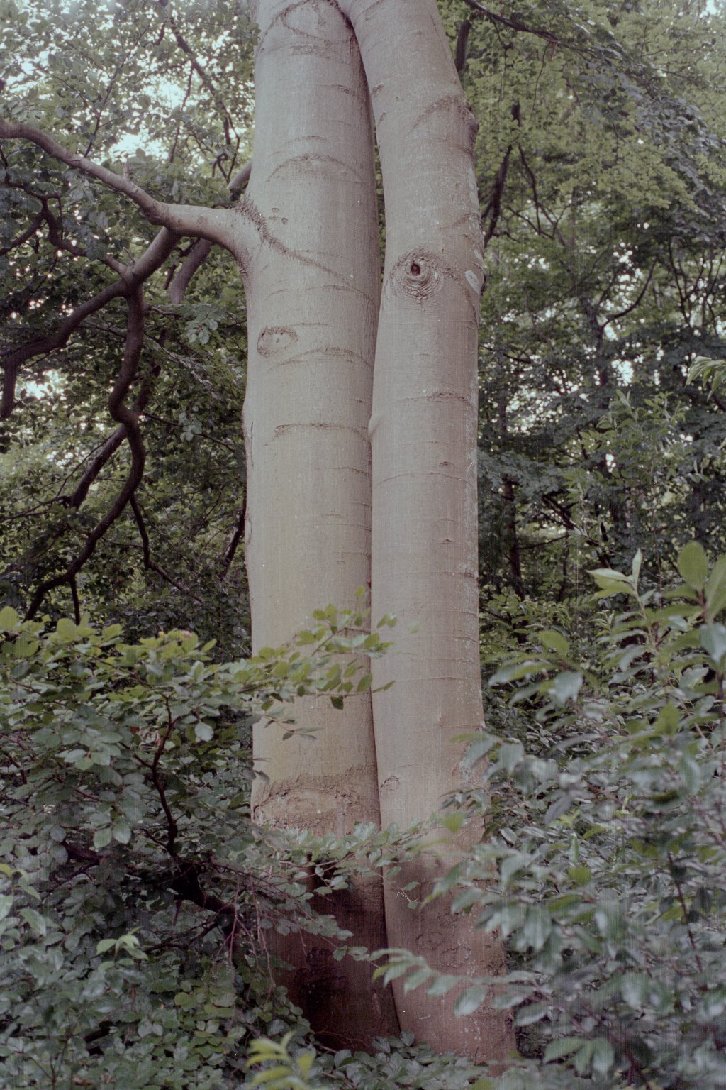 archive image
